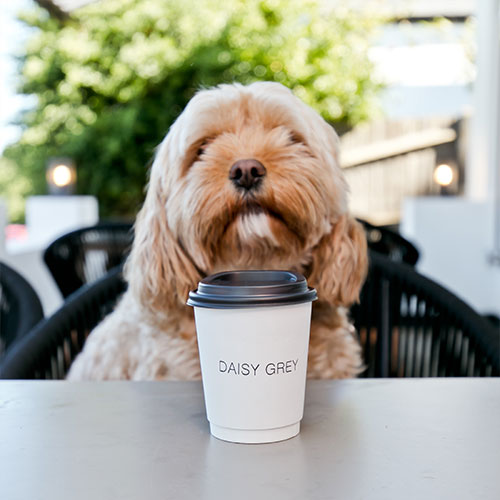 dog-coffee